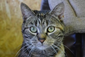 13047809_1177060912313228_6708289411569361042_o