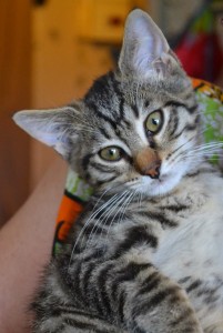 14117921_1268454709840514_5690427767500991799_n