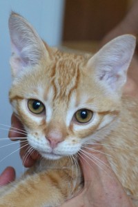 14203099_1268452183174100_8230071003347131348_n